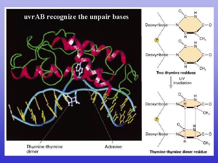 uvr. AB recognize the unpair bases 