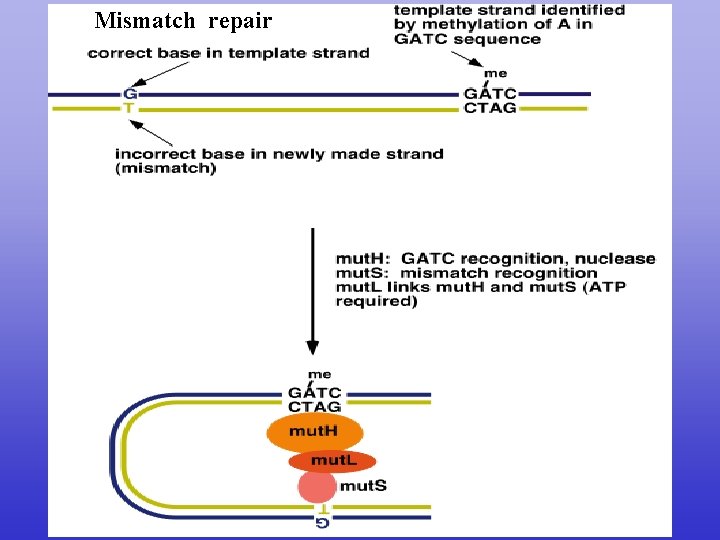 Mismatch repair 