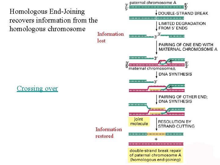Homologous End-Joining recovers information from the homologous chromosome Information lost A Crossing over Information