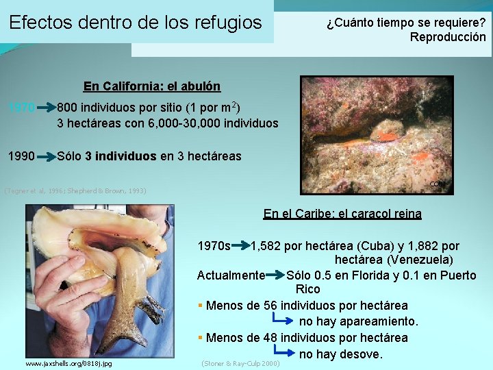 Efectos dentro de los refugios ¿Cuánto tiempo se requiere? Reproducción En California: el abulón