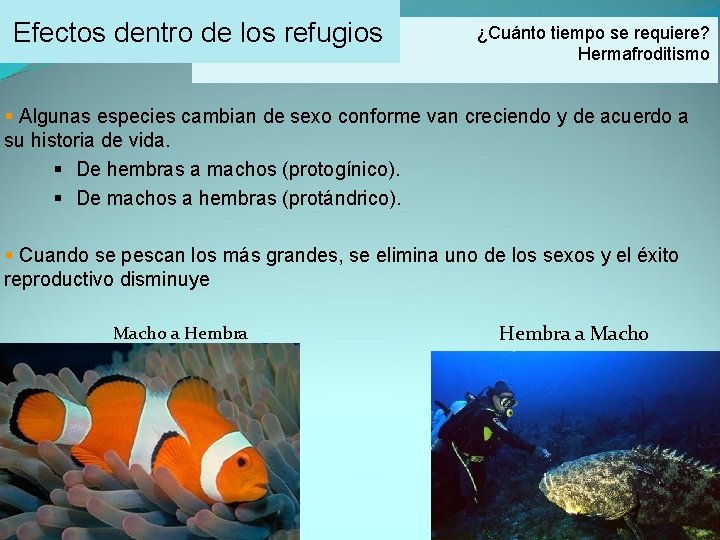 Efectos dentro de los refugios ¿Cuánto tiempo se requiere? Hermafroditismo § Algunas especies cambian