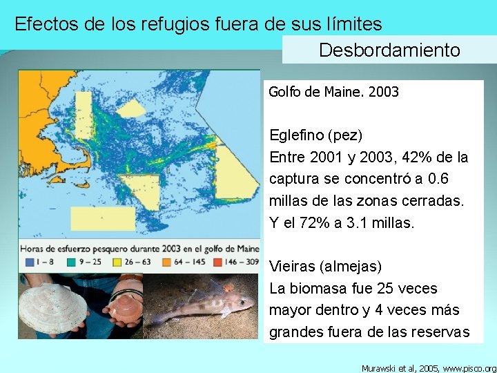 Efectos de los refugios fuera de sus límites Desbordamiento Golfo de Maine. 2003 Eglefino