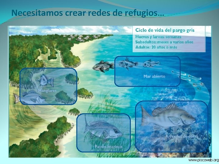 Necesitamos crear redes de refugios… www. piscoweb. org 