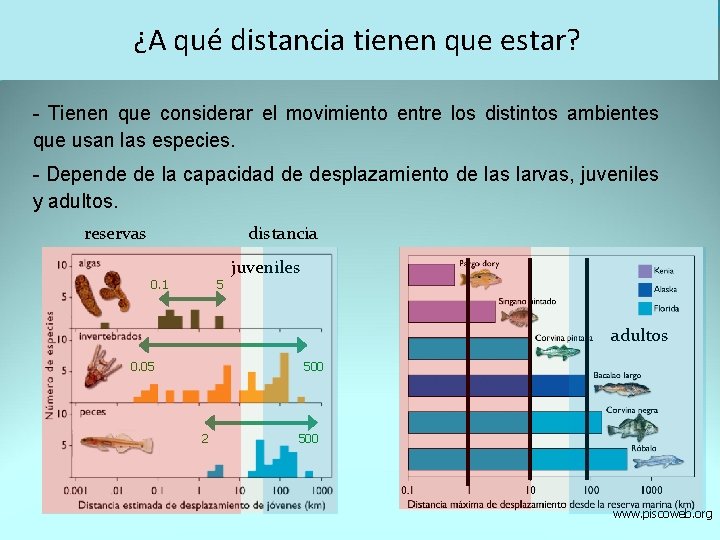 ¿A qué distancia tienen que estar? - Tienen que considerar el movimiento entre los