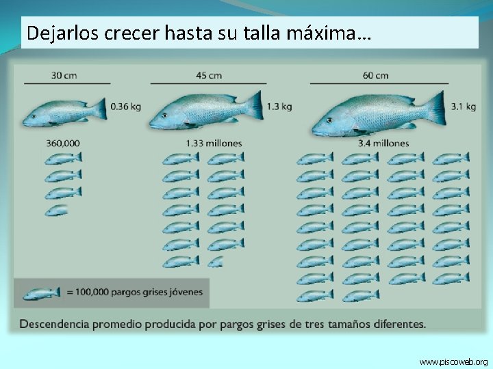 Dejarlos crecer hasta su talla máxima… www. piscoweb. org 