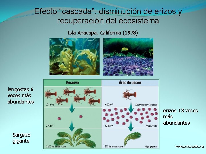 Efecto “cascada”: disminución de erizos y recuperación del ecosistema Isla Anacapa, California (1978) langostas