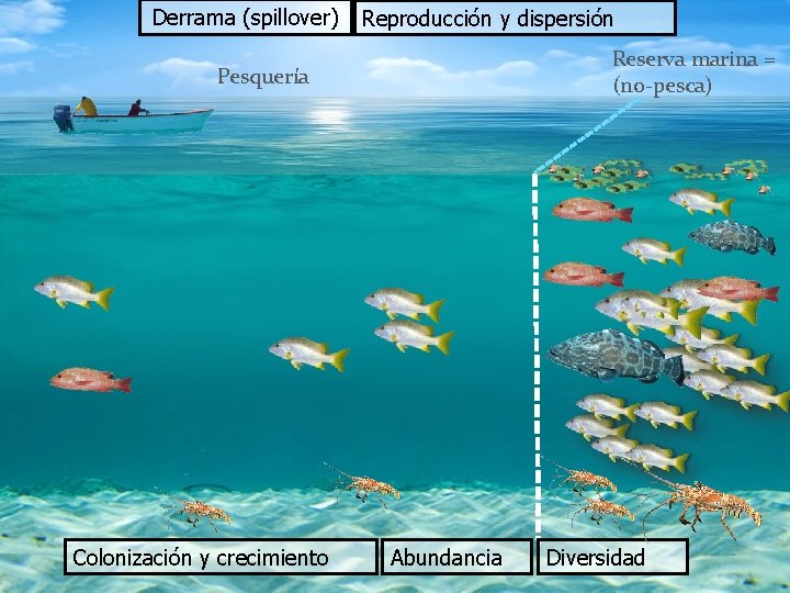 Derrama (spillover) Reproducción y dispersión Reserva marina = (no-pesca) Pesquería Colonización y crecimiento Abundancia