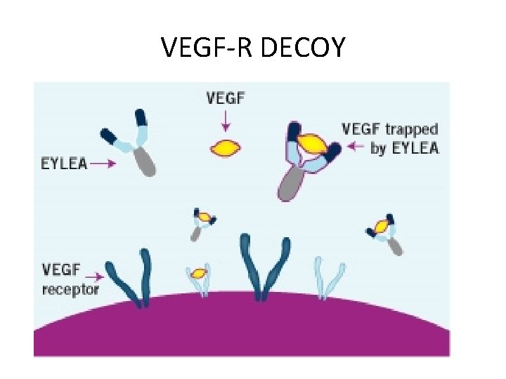 VEGF-R DECOY 