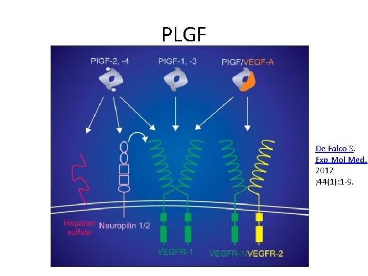 PLGF De Falco S. Exp Mol Med. 2012 ; 44(1): 1 -9. 