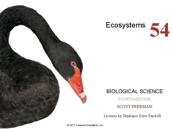 Ecosystems 54 BIOLOGICAL SCIENCE FOURTH EDITION SCOTT FREEMAN Lectures by Stephanie Scher Pandolfi ©