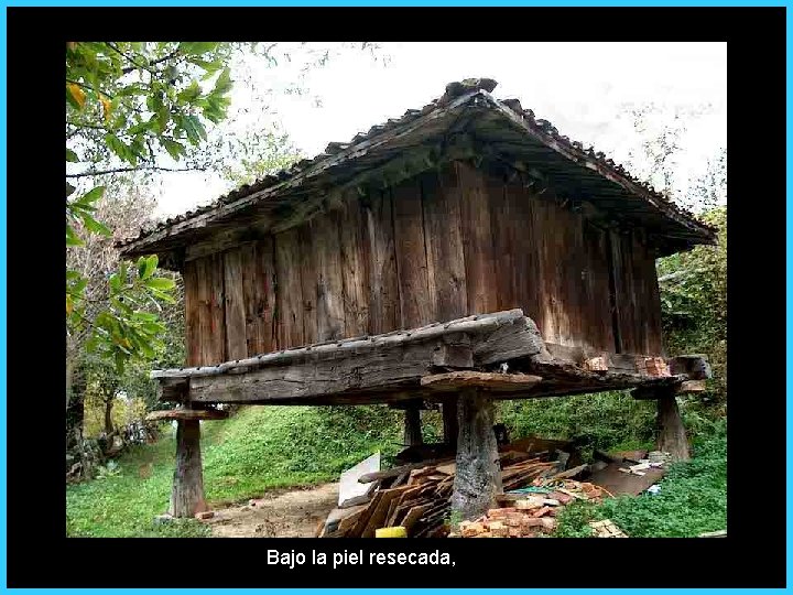 Bajo la piel resecada, 