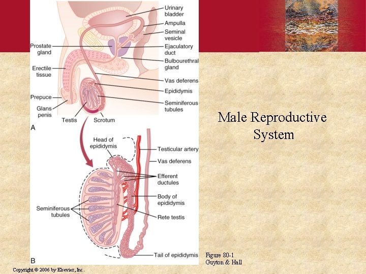 Male Reproductive System Figure 80 -1 Guyton & Hall Copyright © 2006 by Elsevier, Male Reproductive System Figure 80 -1 Guyton & Hall Copyright © 2006 by Elsevier,