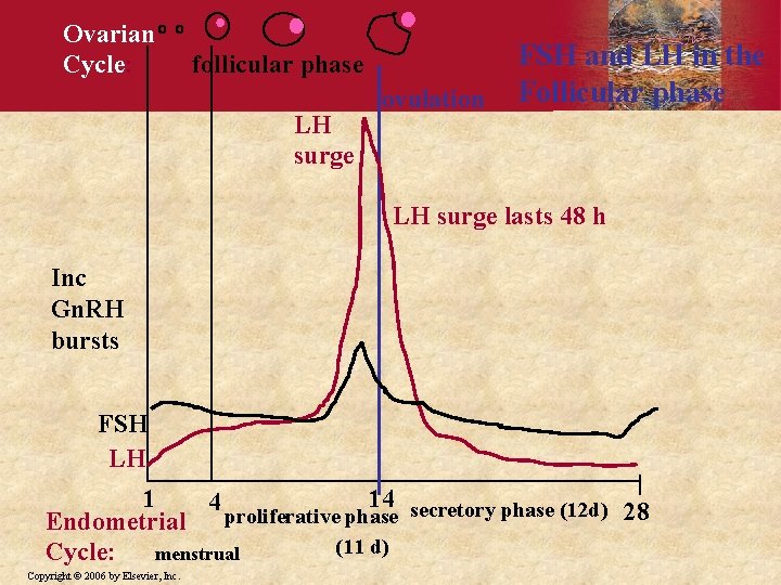 Ovarian Cycle: follicular phase LH surge ovulation FSH and LH in the Follicular phase Ovarian Cycle: follicular phase LH surge ovulation FSH and LH in the Follicular phase