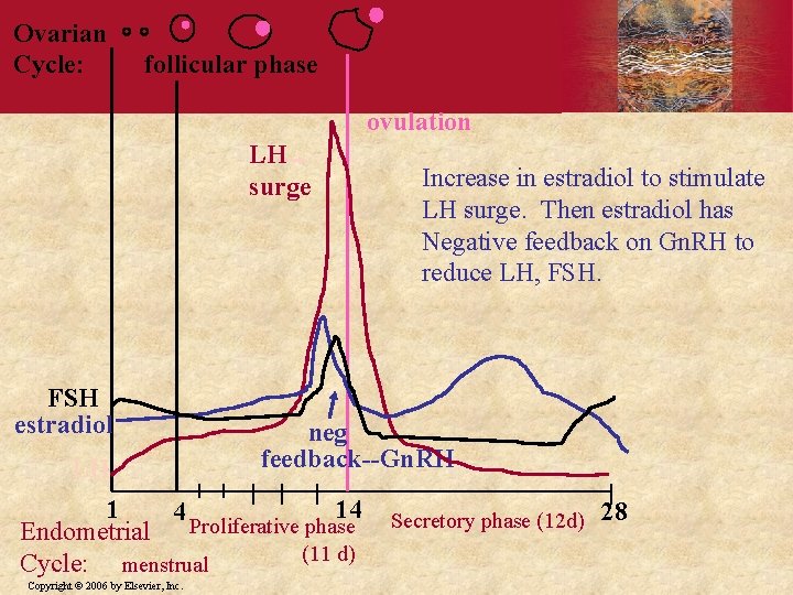 Ovarian Cycle: follicular phase ovulation LH surge FSH estradiol LH neg feedback--Gn. RH 1
