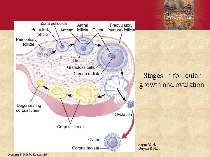 Stages in follicular growth and ovulation. Figure 81 -4; Guyton & Hall Copyright ©