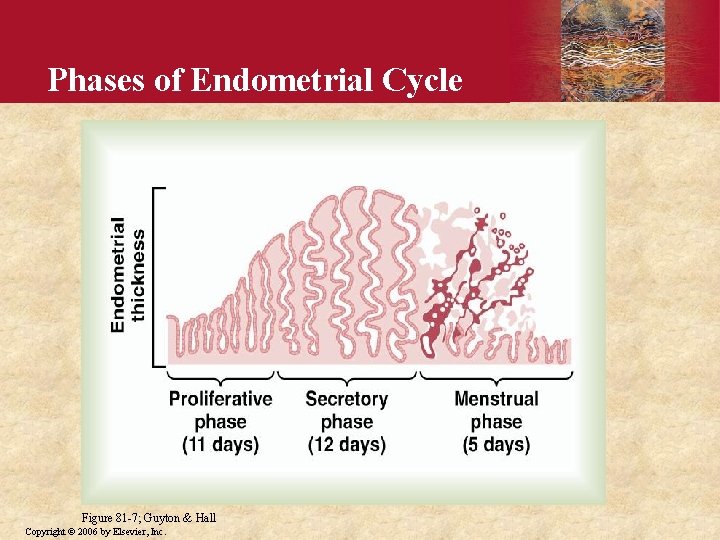 Phases of Endometrial Cycle Figure 81 -7; Guyton & Hall Copyright © 2006 by Phases of Endometrial Cycle Figure 81 -7; Guyton & Hall Copyright © 2006 by