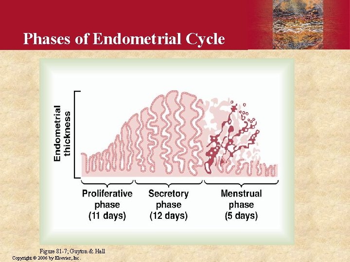 Phases of Endometrial Cycle Figure 81 -7; Guyton & Hall Copyright © 2006 by