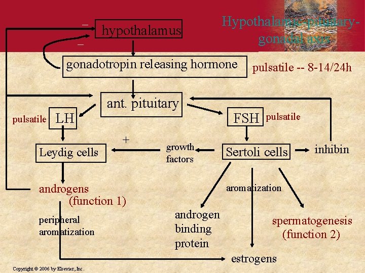 _ _ Hypothalamic-pituitarygonadal axis hypothalamus gonadotropin releasing hormone _ pulsatile LH Leydig cells _ _ _ Hypothalamic-pituitarygonadal axis hypothalamus gonadotropin releasing hormone _ pulsatile LH Leydig cells _
