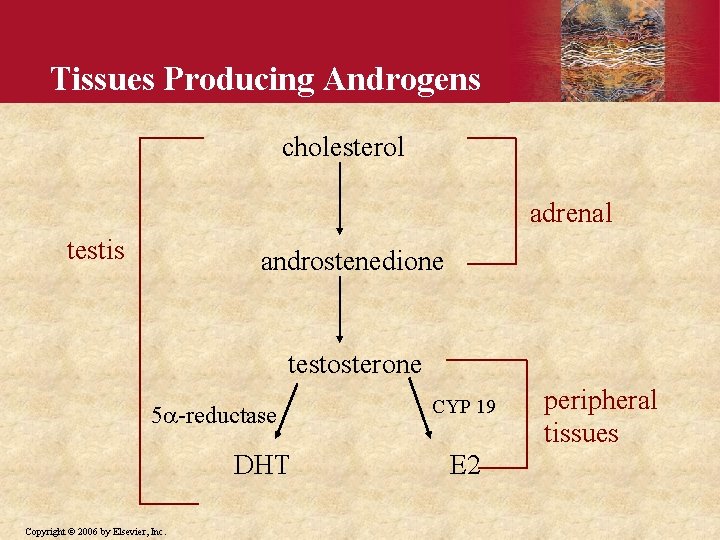 Tissues Producing Androgens cholesterol adrenal testis androstenedione testosterone 5 -reductase DHT Copyright © 2006