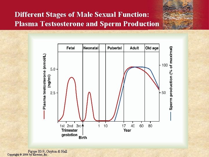 Different Stages of Male Sexual Function: Plasma Testsosterone and Sperm Production Figure 80 -9; Different Stages of Male Sexual Function: Plasma Testsosterone and Sperm Production Figure 80 -9;