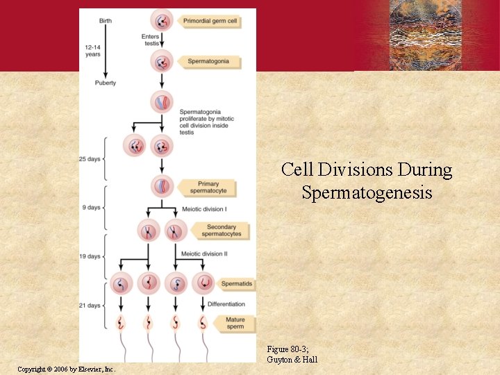 Cell Divisions During Spermatogenesis Figure 80 -3; Guyton & Hall Copyright © 2006 by