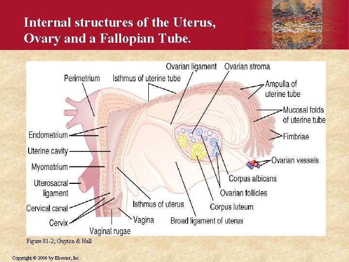 Internal structures of the Uterus, Ovary and a Fallopian Tube. Figure 81 -2; Guyton