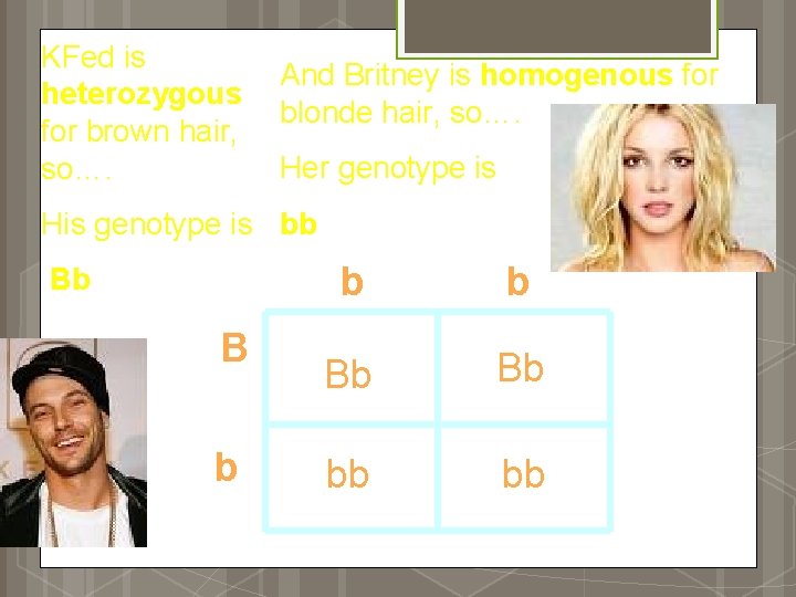 KFed is heterozygous for brown hair, so…. And Britney is homogenous for blonde hair,