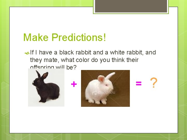 Make Predictions! If I have a black rabbit and a white rabbit, and they