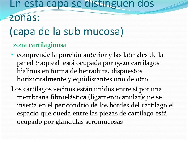 En esta capa se distinguen dos zonas: (capa de la sub mucosa) zona cartilaginosa