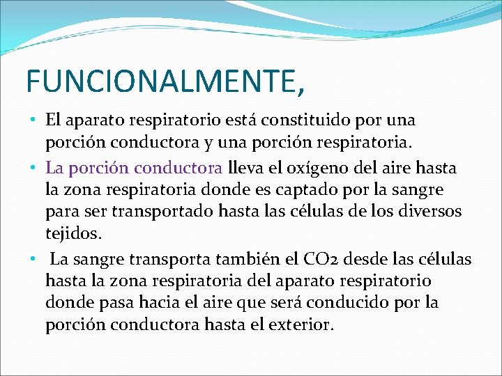FUNCIONALMENTE, • El aparato respiratorio está constituido por una porción conductora y una porción