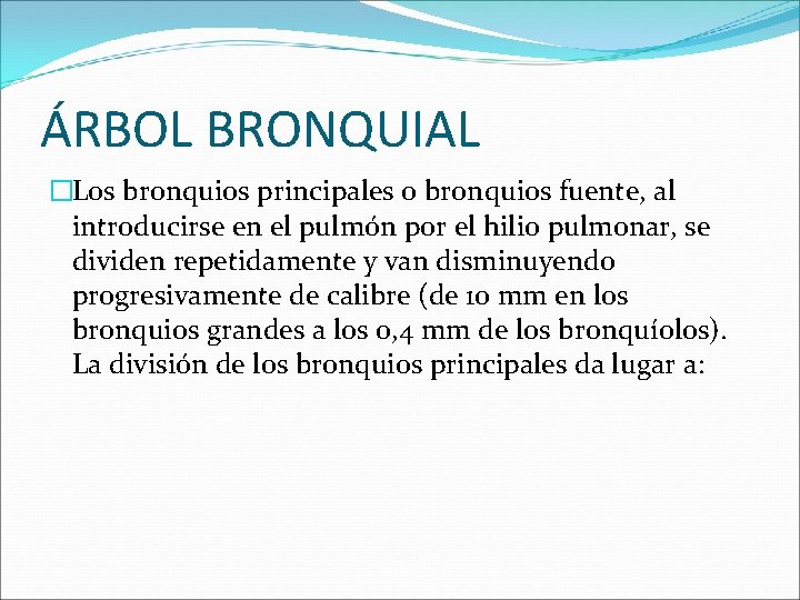 ÁRBOL BRONQUIAL �Los bronquios principales o bronquios fuente, al introducirse en el pulmón por