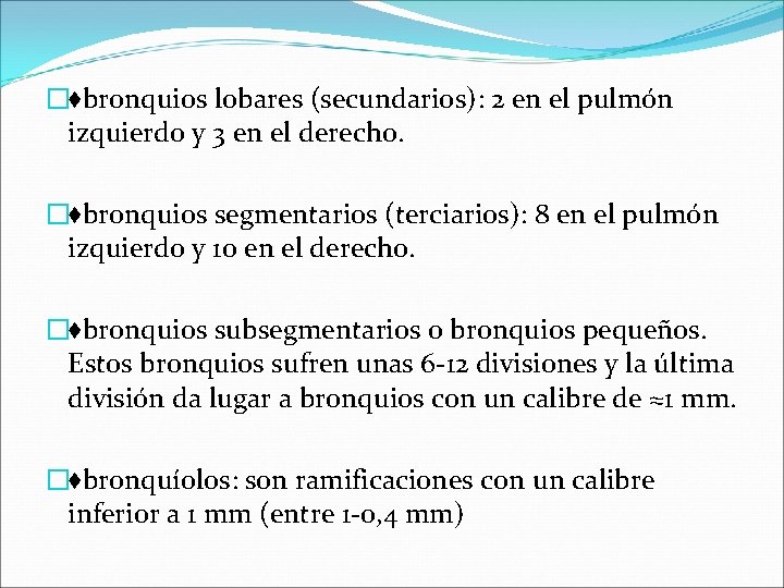 �♦bronquios lobares (secundarios): 2 en el pulmón izquierdo y 3 en el derecho. �♦bronquios