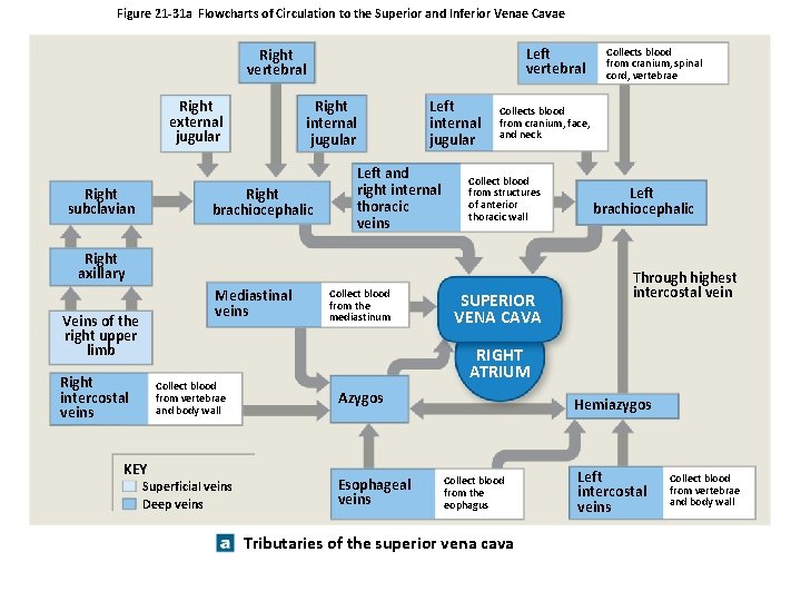 Figure 21 -31 a Flowcharts of Circulation to the Superior and Inferior Venae Cavae