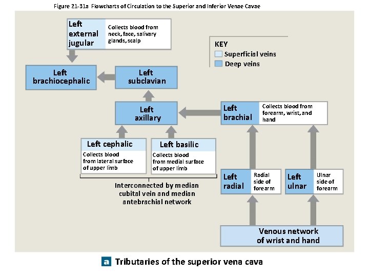 Figure 21 -31 a Flowcharts of Circulation to the Superior and Inferior Venae Cavae Figure 21 -31 a Flowcharts of Circulation to the Superior and Inferior Venae Cavae