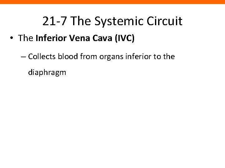 21 -7 The Systemic Circuit • The Inferior Vena Cava (IVC) – Collects blood