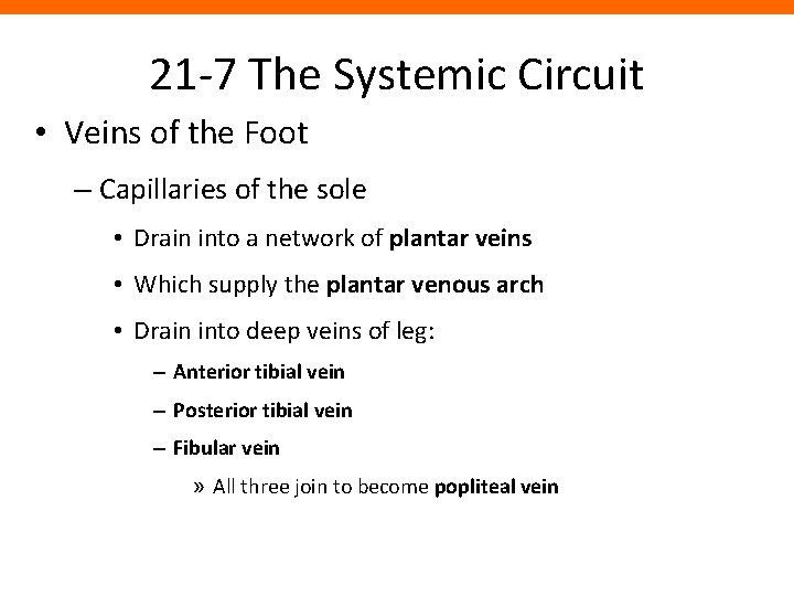 21 -7 The Systemic Circuit • Veins of the Foot – Capillaries of the