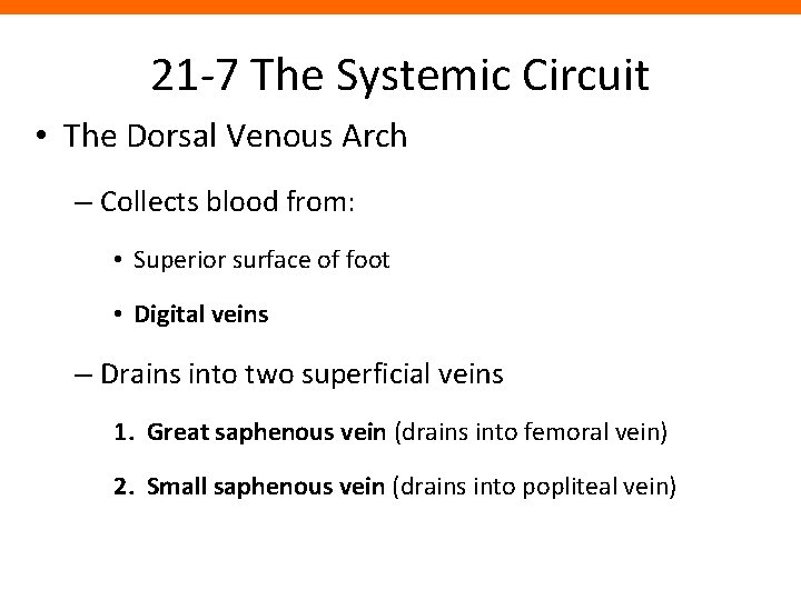 21 -7 The Systemic Circuit • The Dorsal Venous Arch – Collects blood from: