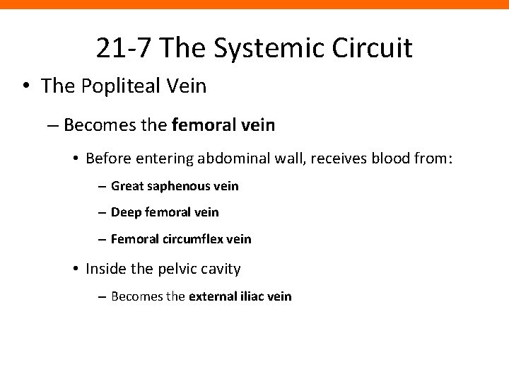 21 -7 The Systemic Circuit • The Popliteal Vein – Becomes the femoral vein
