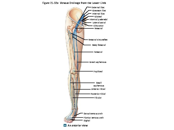 Figure 21 -32 a Venous Drainage from the Lower Limb External iliac Common iliac