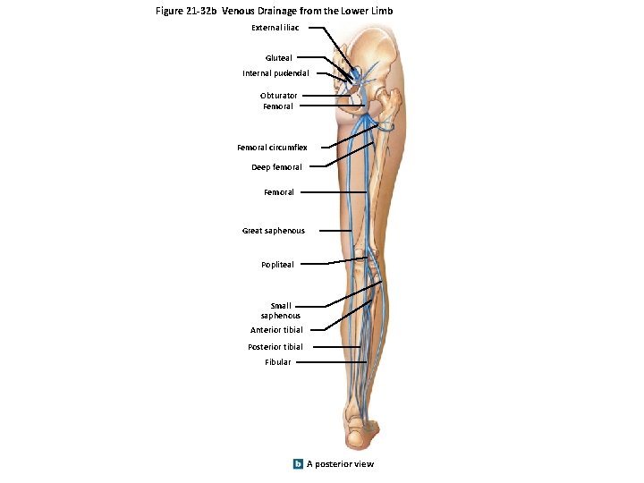 Figure 21 -32 b Venous Drainage from the Lower Limb External iliac Gluteal Internal Figure 21 -32 b Venous Drainage from the Lower Limb External iliac Gluteal Internal
