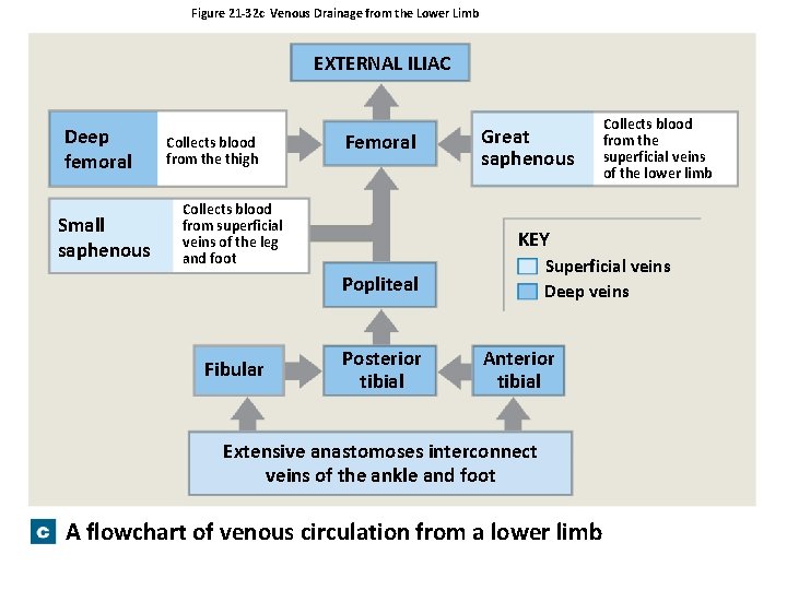 Figure 21 -32 c Venous Drainage from the Lower Limb EXTERNAL ILIAC Deep femoral