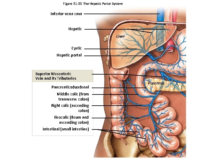 Figure 21 -33 The Hepatic Portal System Inferior vena cava Hepatic Liver Cystic Hepatic