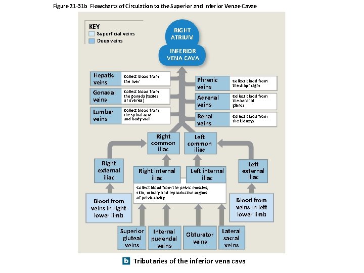 Figure 21 -31 b Flowcharts of Circulation to the Superior and Inferior Venae Cavae Figure 21 -31 b Flowcharts of Circulation to the Superior and Inferior Venae Cavae