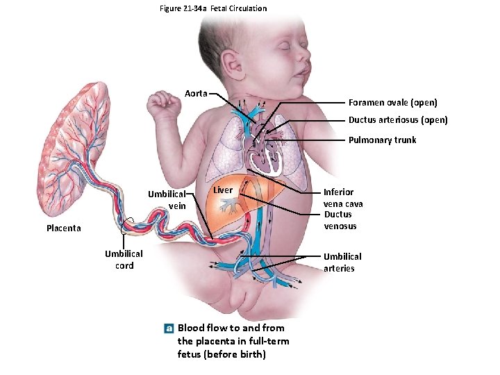 Figure 21 -34 a Fetal Circulation Aorta Foramen ovale (open) Ductus arteriosus (open) Pulmonary Figure 21 -34 a Fetal Circulation Aorta Foramen ovale (open) Ductus arteriosus (open) Pulmonary