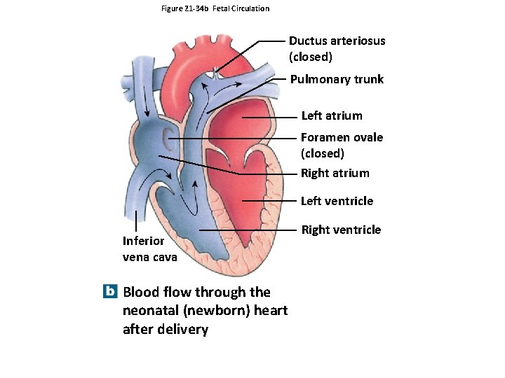 Figure 21 -34 b Fetal Circulation Ductus arteriosus (closed) Pulmonary trunk Left atrium Foramen