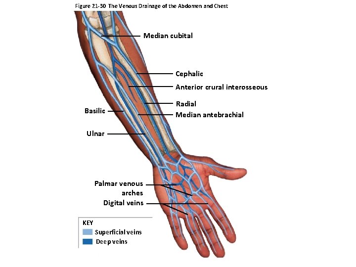 Figure 21 -30 The Venous Drainage of the Abdomen and Chest Median cubital Cephalic