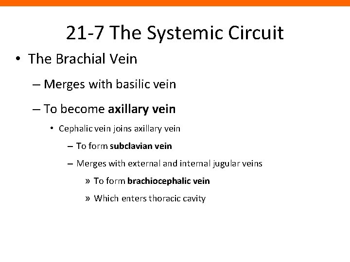21 -7 The Systemic Circuit • The Brachial Vein – Merges with basilic vein
