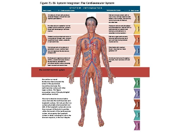 Figure 21 -36 System Integrator: The Cardiovascular System Delivers immune system cells to injury