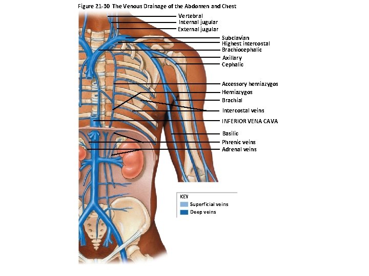 Figure 21 -30 The Venous Drainage of the Abdomen and Chest Vertebral Internal jugular