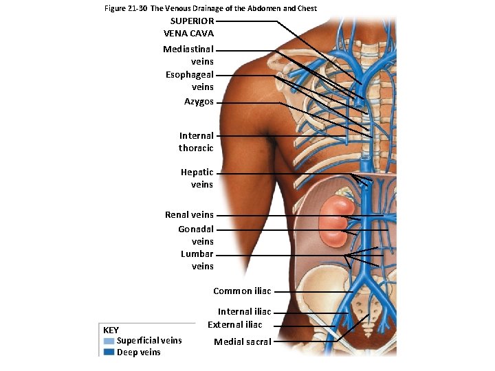 Figure 21 -30 The Venous Drainage of the Abdomen and Chest SUPERIOR VENA CAVA